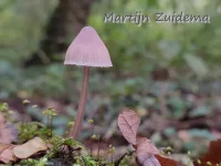 Grote bloedsteelmycena [Mycena haematopus]